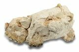 Bargain, Fossil Oreodont (Merycoidodon) Partial Skull #249302-1